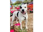 Liliana American Staffordshire Terrier Adult Female