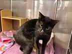 Lilly Pad Manx Adult Female