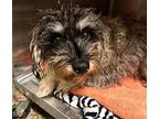 Nikki Schnauzer (Miniature) Young Female