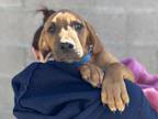 Rocky Road American Pit Bull Terrier Puppy Male