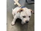 Violet Mixed Breed (Medium) Puppy Female