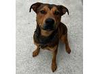 REX Shepherd (Unknown Type) Young Male