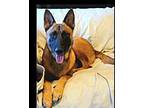 JETT Belgian Malinois Young Male