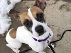 Spikey Jack Russell Terrier Adult Female