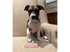 Bernadette Mixed Breed (Medium) Puppy Female