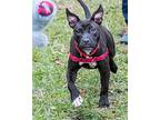 Puppy Fudge Terrier (Unknown Type, Medium) Young Female