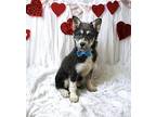 Tritan Husky Puppy Male