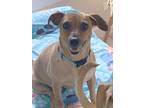 Adopt Liesel a Dachshund