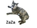 Adopt ZaZa a Manx