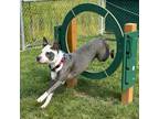 Adopt Mardi a Pit Bull Terrier
