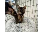 Adopt Tabasco a Domestic Medium Hair