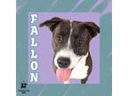 Adopt Fallon a Mixed Breed