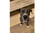 Adopt CASSIE a Great Dane, Plott Hound
