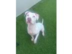 Adopt Aurora a Pit Bull Terrier, Retriever