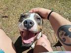 Adopt Baby Girl a Terrier, Mixed Breed