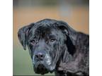 Adopt Velvet a Cane Corso, Mixed Breed