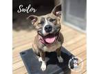 Adopt Sailor a American Staffordshire Terrier