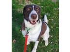 Adopt Fawkex a Pointer
