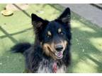 Adopt BUD a Collie
