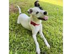 Adopt Atticus a Feist, Boston Terrier
