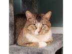 Adopt O'Malley a Domestic Short Hair