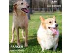 Adopt Parker & Izzy a Labrador Retriever, Standard Poodle