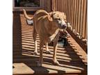 Adopt Aslan a Boxer, Hound
