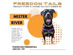 Adopt River a Rottweiler
