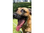 Adopt Hugo Boss a Black Mouth Cur