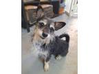 Adopt MAURICE a Yorkshire Terrier