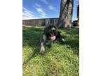 Adopt DUDE a Standard Poodle, Old English Sheepdog