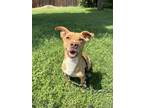 Adopt FREDRICK a Corgi, American Staffordshire Terrier