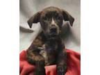 Adopt Wamie a Mountain Cur, Mastiff