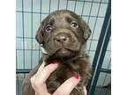 Poet Labrador Retriever Puppy Male
