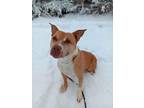 Chicky American Pit Bull Terrier Senior Female