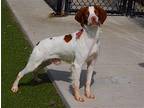 OK/Rocky Rock Brittany Adult Male