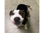 Pecan American Staffordshire Terrier Young Female