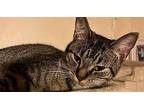 Midge Domestic Shorthair Kitten Female