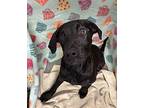 Gemma Labrador Retriever Puppy Female