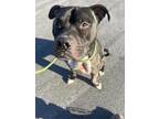 Riggs American Pit Bull Terrier Adult Male
