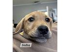 India Labrador Retriever Puppy Female