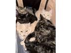 Adopt Charlotte a Maine Coon, Tabby