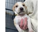 Fearless Labrador Retriever Puppy Male