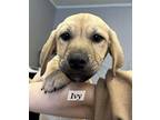 Ivy Labrador Retriever Puppy Female