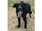 Harvey Flat-Coated Retriever Puppy Male