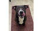 Duke American Pit Bull Terrier Adult Male