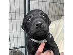 Folklore Labrador Retriever Puppy Male