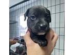 Red Labrador Retriever Puppy Male