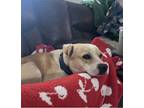Cool Ranch Shar Pei Young Male