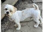 Bandit Shih Tzu Adult Male